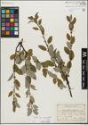 Foto von Salix glabra Scop. x Salix myrsinifolia Salisb.